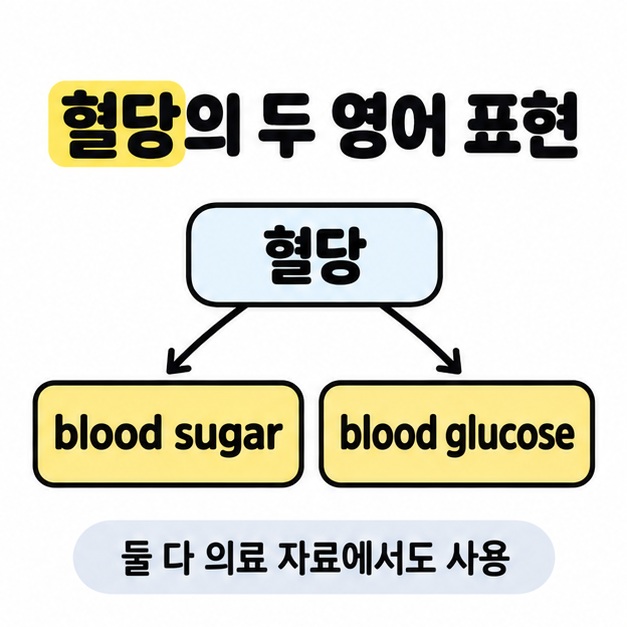 혈당을 blood sugar와 blood glucose로 나누어 연결하고 두 표현 모두 의료 자료에서 사용한다고 설명한 도식