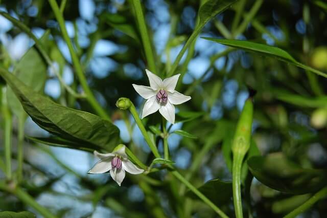 고추 약치는 시기와 방법