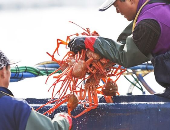 울진대게축제 일정 행사정보 울진여행