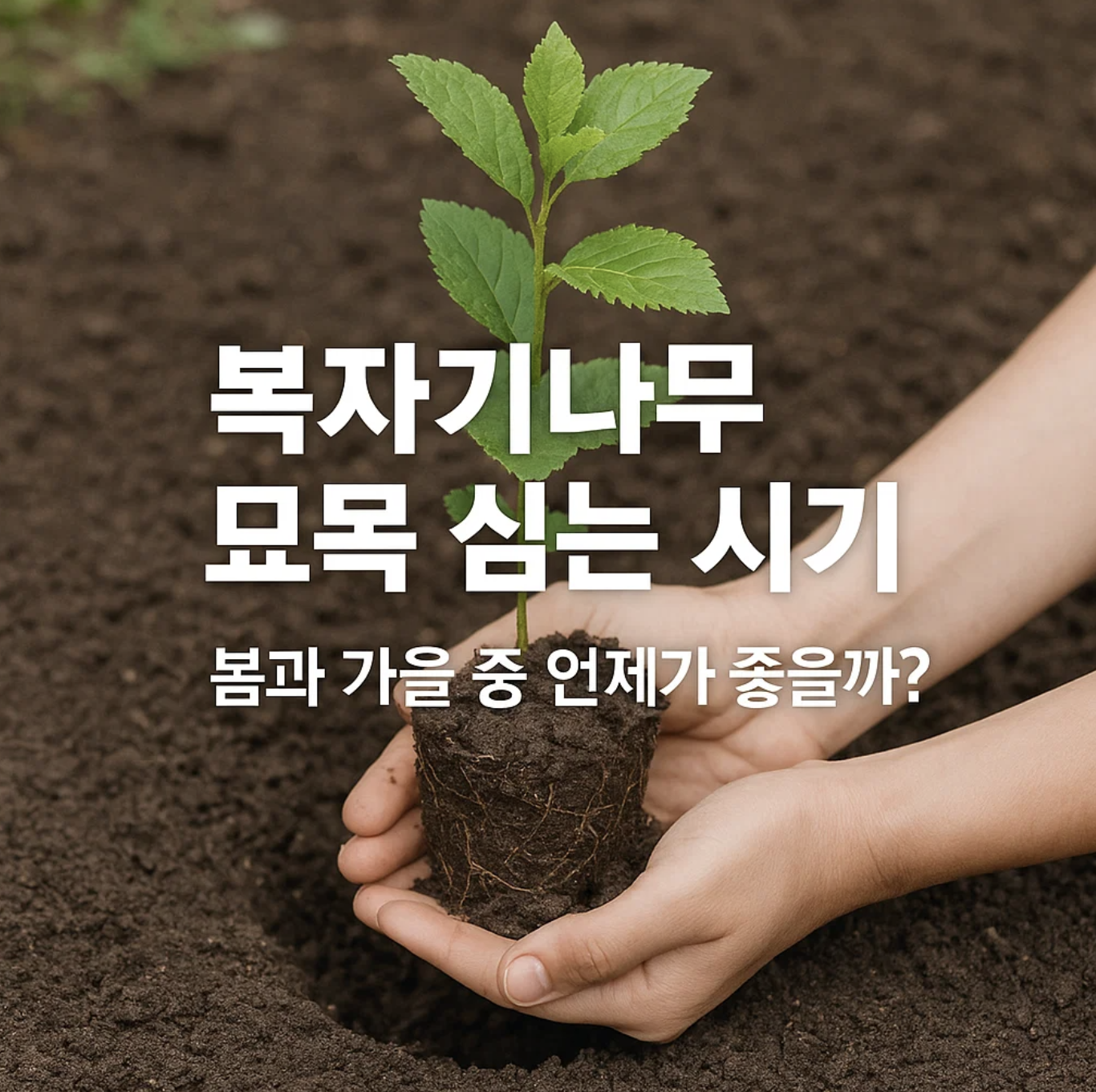 복자기나무 묘목 심는 시기, 봄과 가을 중 언제가 좋을까?