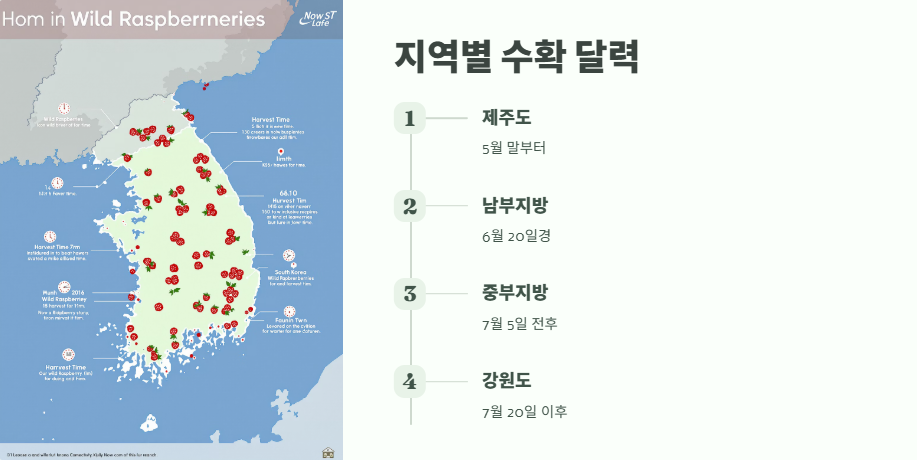 산딸기 수확시기 베스트 타이밍 2