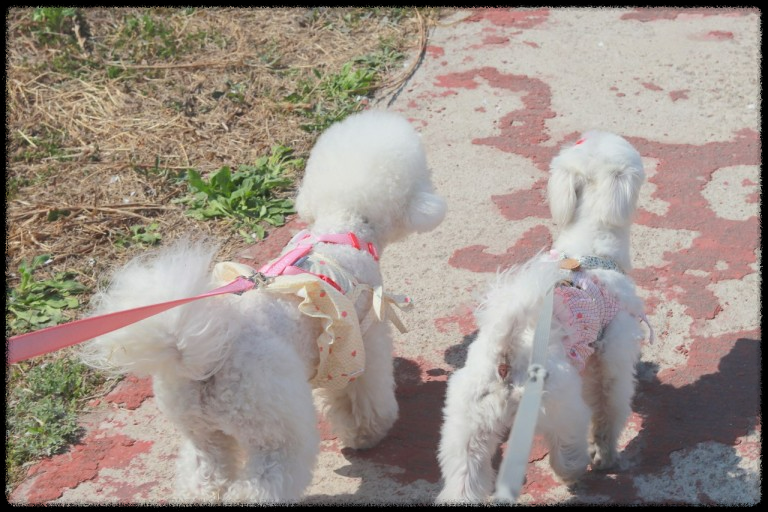 포항에서 반려동물과 함께하는 힐링 페스티벌&amp;#44; 놓치지 마세요!