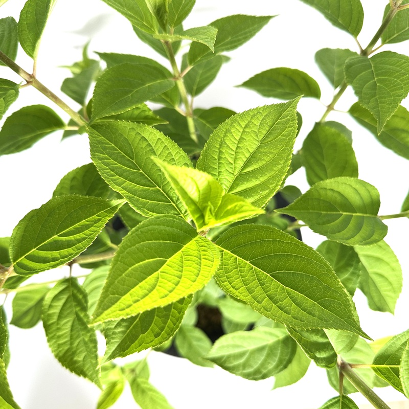 수국 라임라이트 키우기 삽목