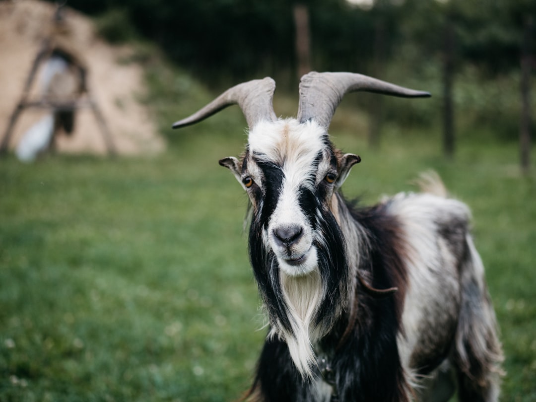 Goat