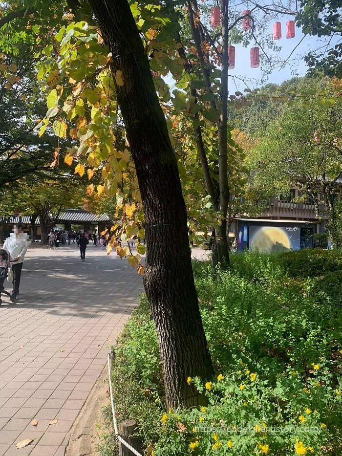 음나무
