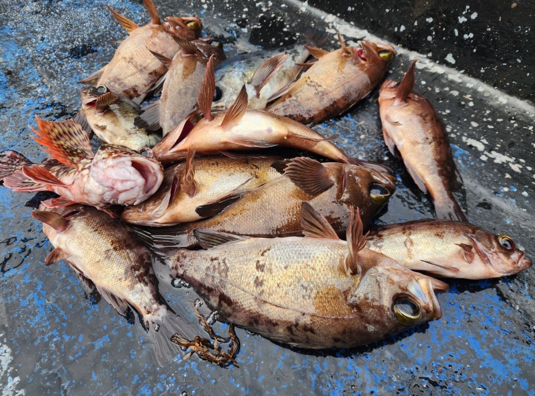 6시내고향 포항 청년가수 낚시배 인생은 행복해 잡은 생선들