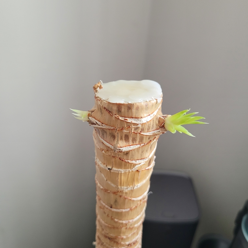 목대치고 두달 뒤 새순이 난 드라코