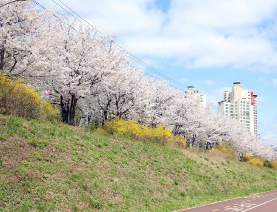안양충훈벚꽃축제 경기 벚꽃 축제 명소 주차장