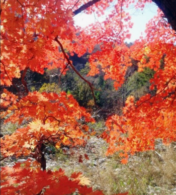 11월 단풍축제 가볼만한곳 BEST 10