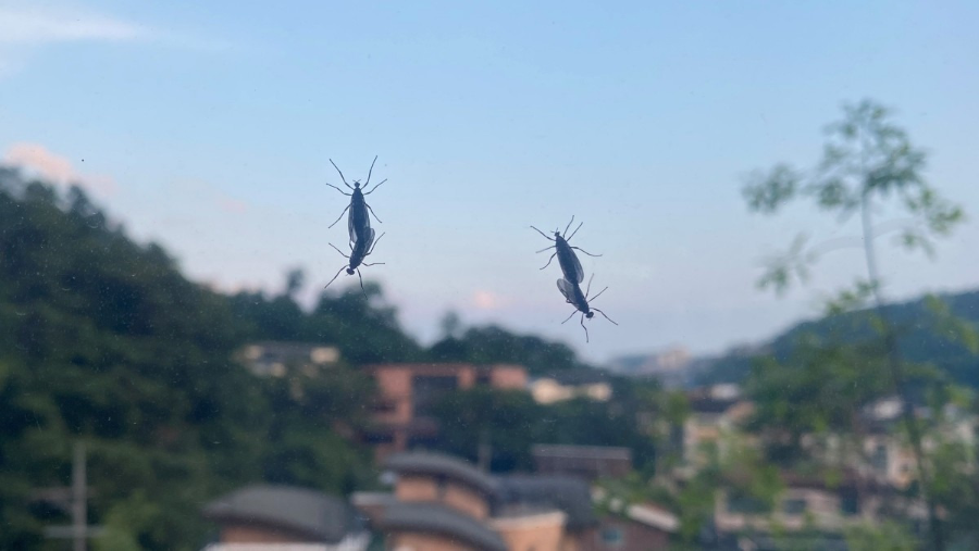 러브버그 출몰시기 정보