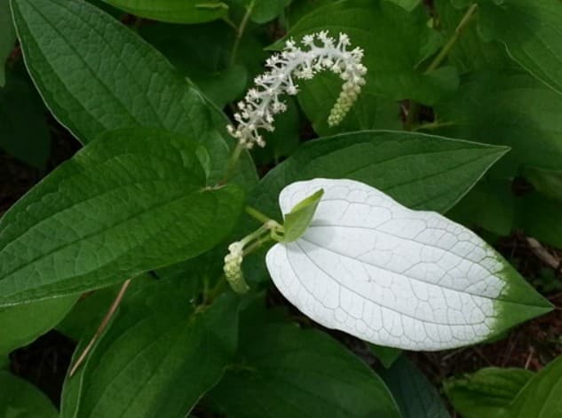 삼백초 효능
