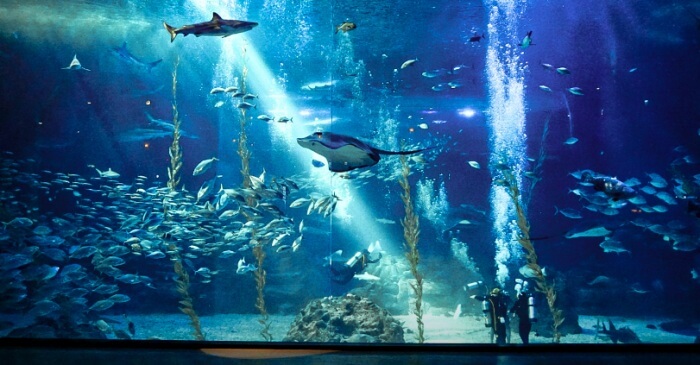 아쿠아플라넷 대형 수족관