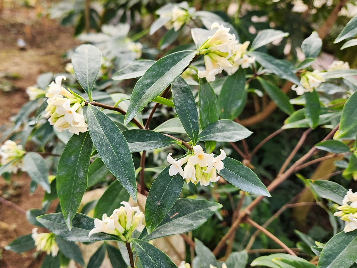 백서향