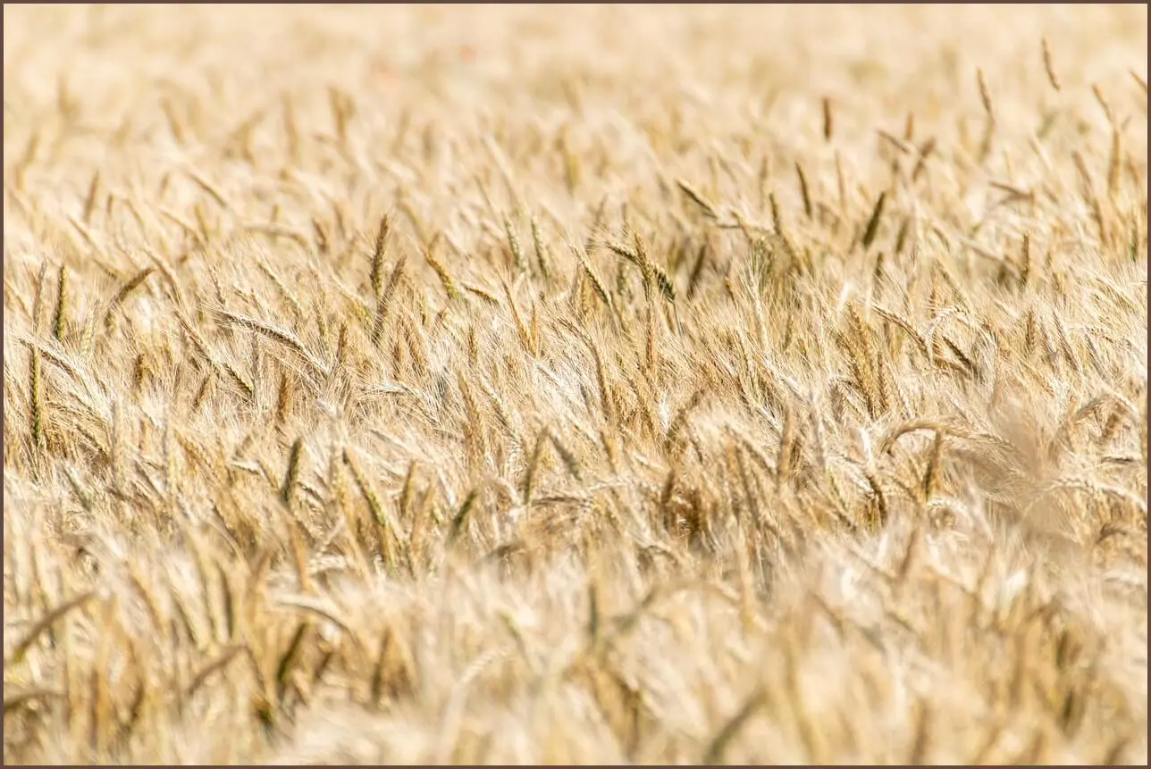농협 예금금리 조회