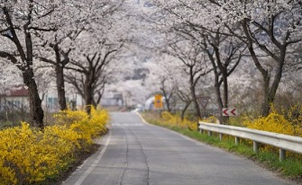 2024 벚꽃 개화시기