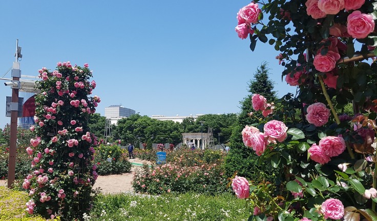 서울 올림픽공원 장미정원