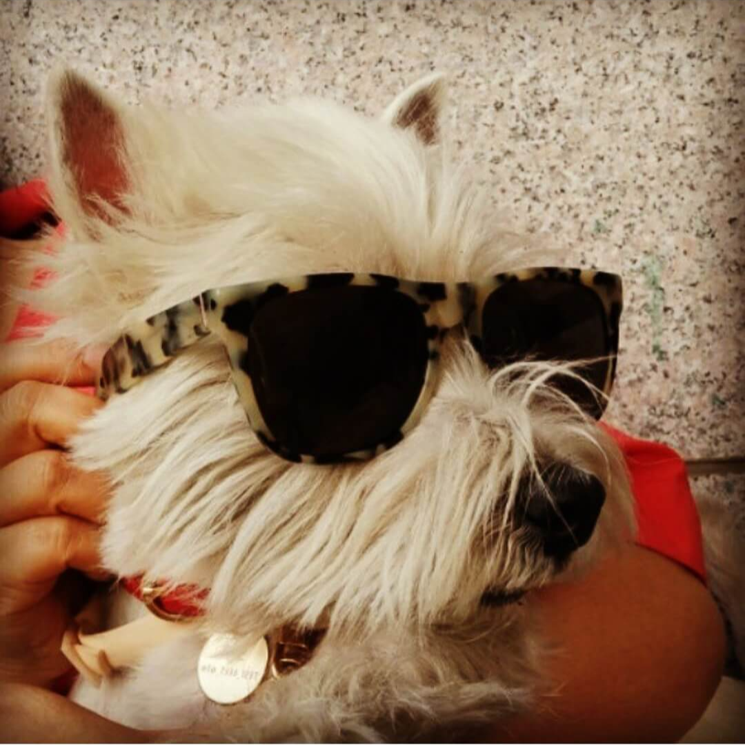 강아지 등록