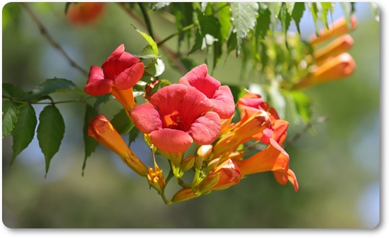 아름다운 꽃의 매력 능소화 꽃말/특성/재배법/활용법/관광 명소