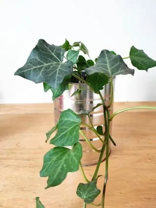 아이비 물주기 수경재배 삽목번식 빛관리 초보도 금방 성공_9