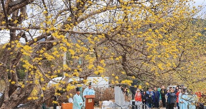 2025 구례 산수유꽃축제 