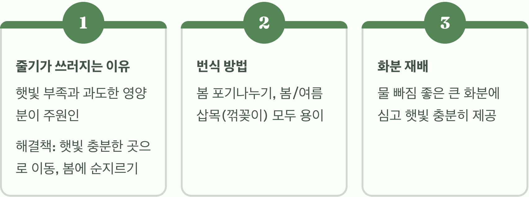 가을 정원의 보석, 층꽃나무 키우기 A to Z