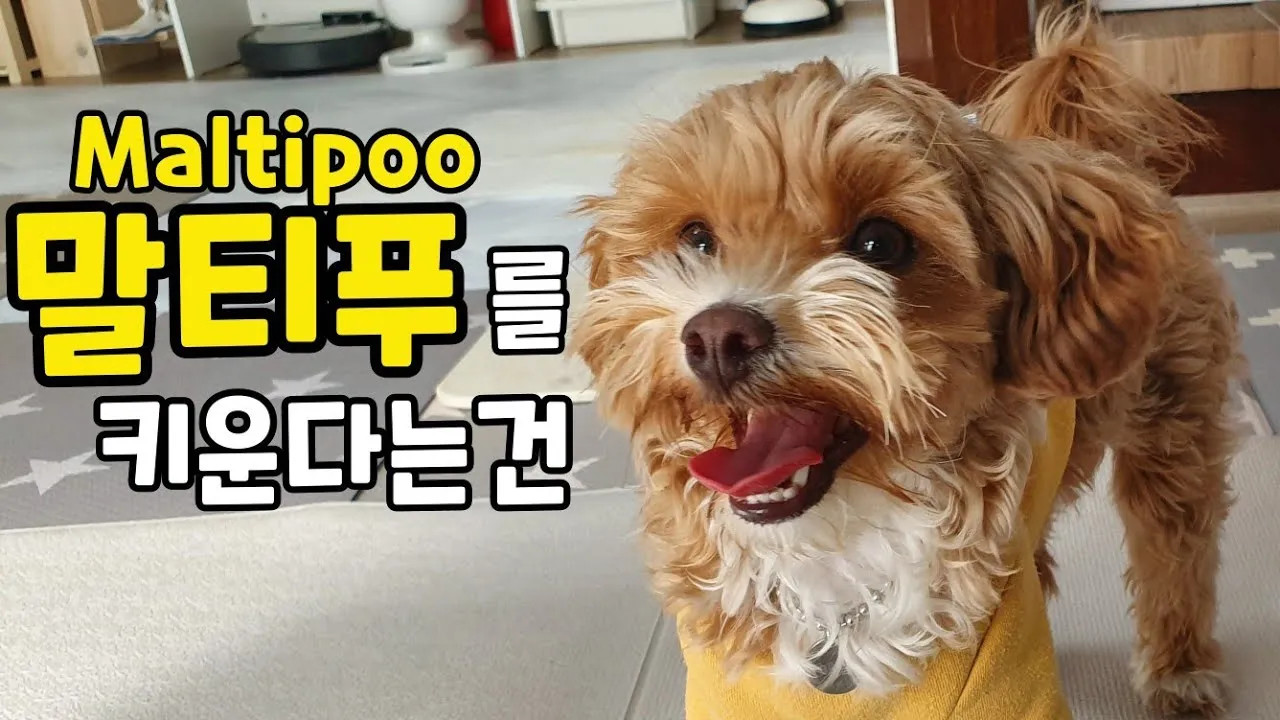 말티푸 단점 장점 성견 크기 분양가격_5