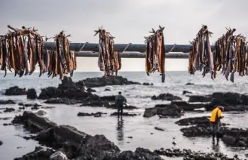 과메기 가격 및 효능&amp;#44; 영양성분과 주의점