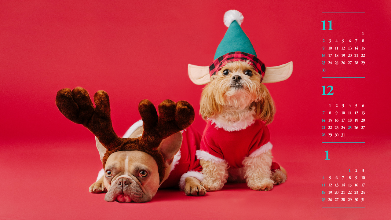 05 산타옷 입은 강아지 B - 2025년12월 노트북배경화면