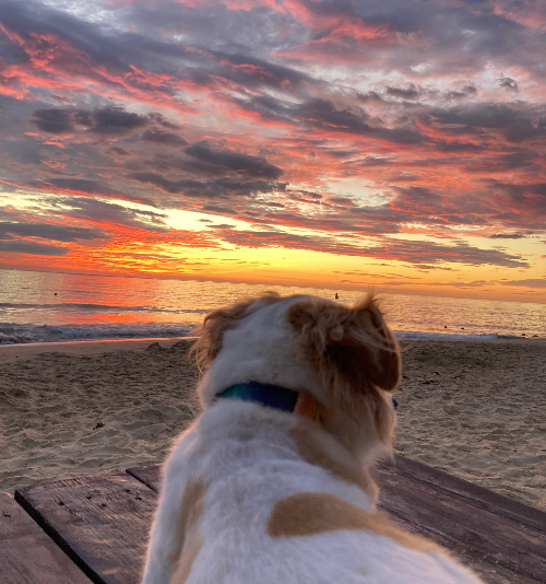 노령견과 함께 여행할 때 주의할점