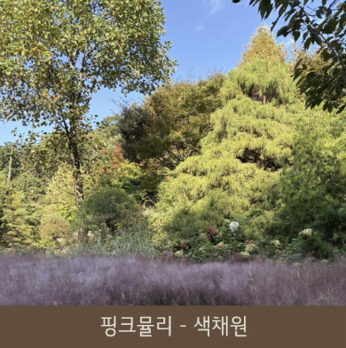 색채원-핑크뮬리