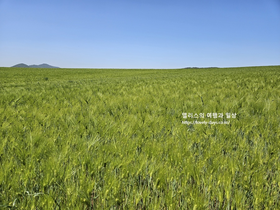 2026 고창 청보리밭 축제 기간 프로그램 주차장 당일치기 투어