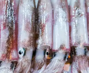 오징어 가격 및 효능&amp;#44; 영양성분 주의점