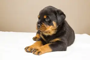 반려동물 강아지 사진