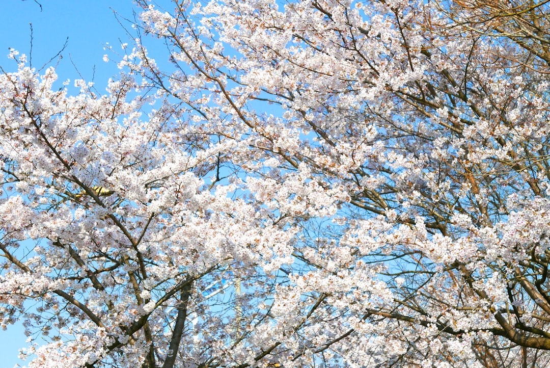 Cherry blossoms.