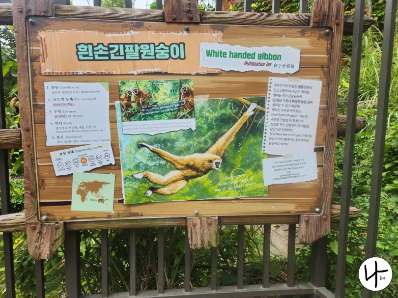 흰손긴팔원숭이-키-몸무게-서식지-정보 