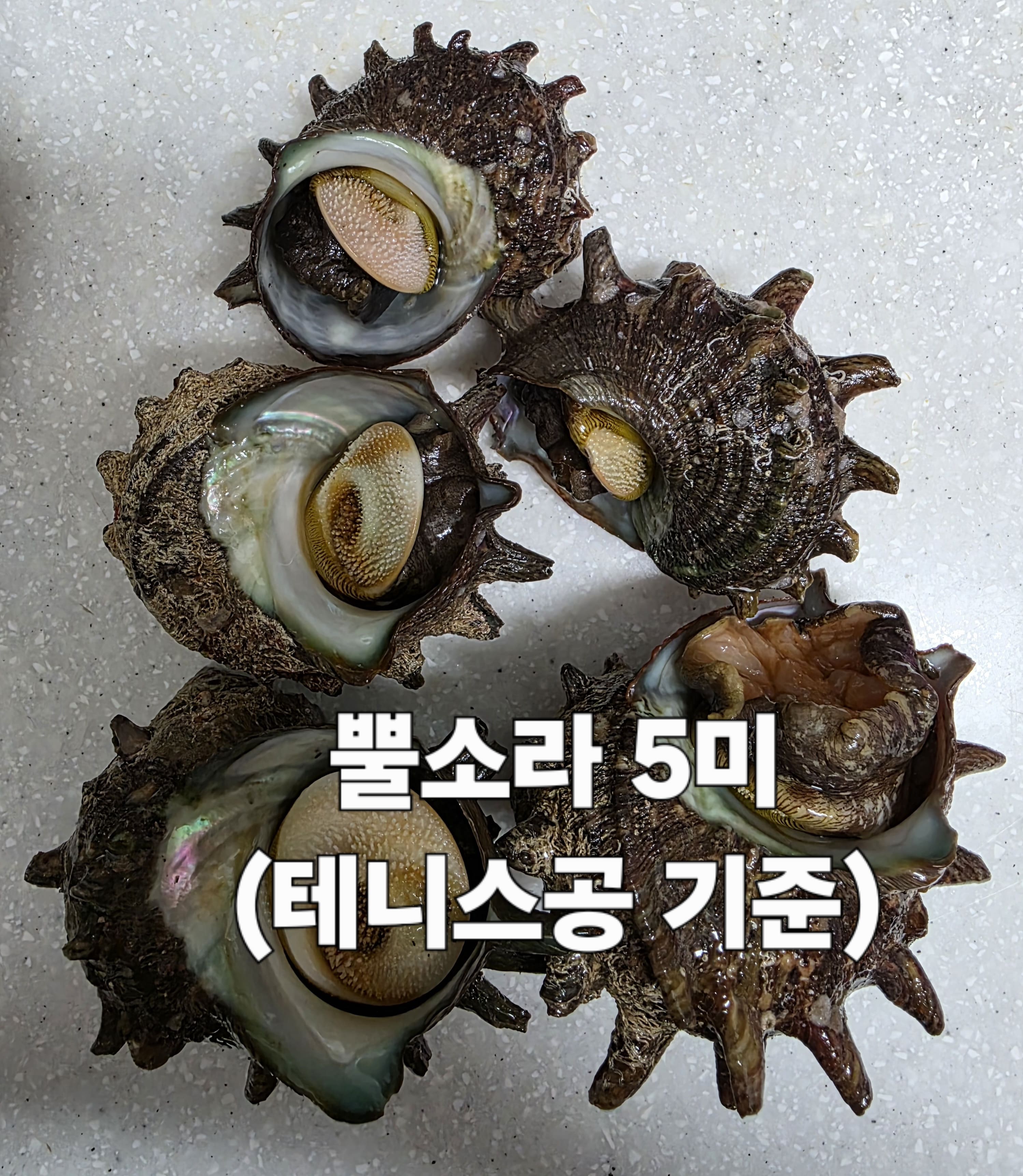 뿔소라-삶는법-안내-준비물은-아주-간단합니다.-냄비,-뿔소라,-물.-제가-사용할-뿔소라-크기는-테니스공-정도의-크기이니-참고-바랍니다.-예시를-위해-뿔소라-5미를-사용해보겠습니다.