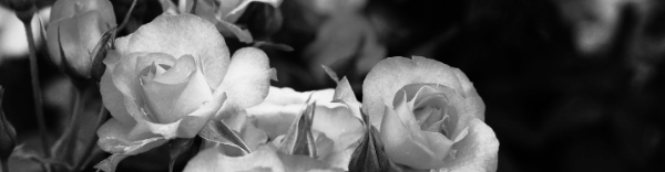 장미 삽목 방법: 장미꽃, 장미 나무