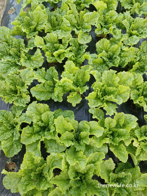 Top view of green leaf lettuce growing in rows – 청상추밭을 위에서 촬영한 상추 모종의 초기 생장 모습