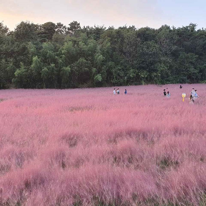 고창 청농원 핑크뮬리