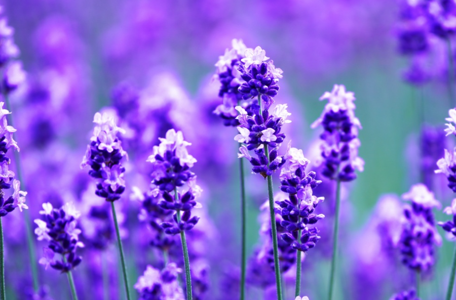 여름 홋카이도 여행 관련 이미지