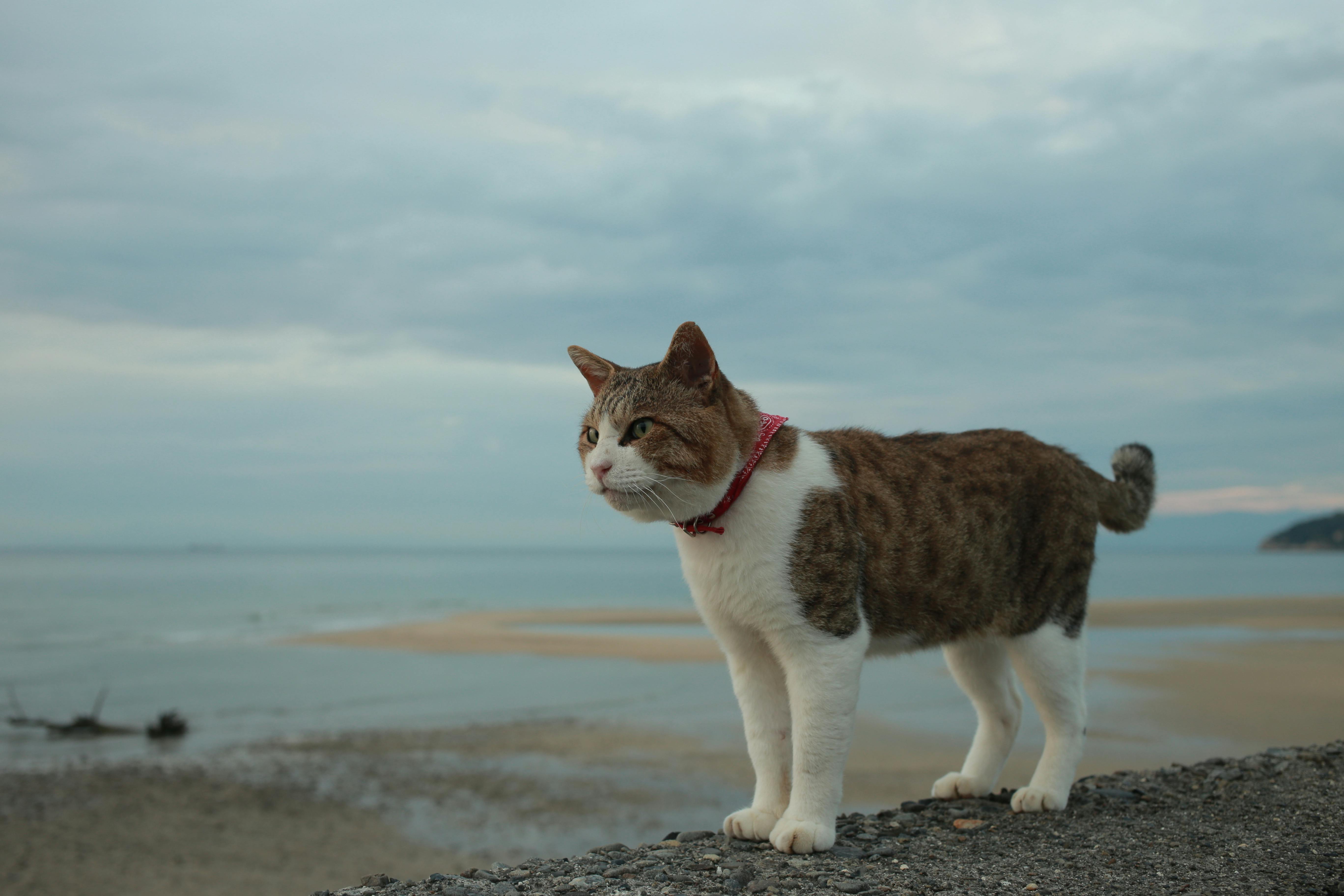 도심과 시골 고양이 관련사진