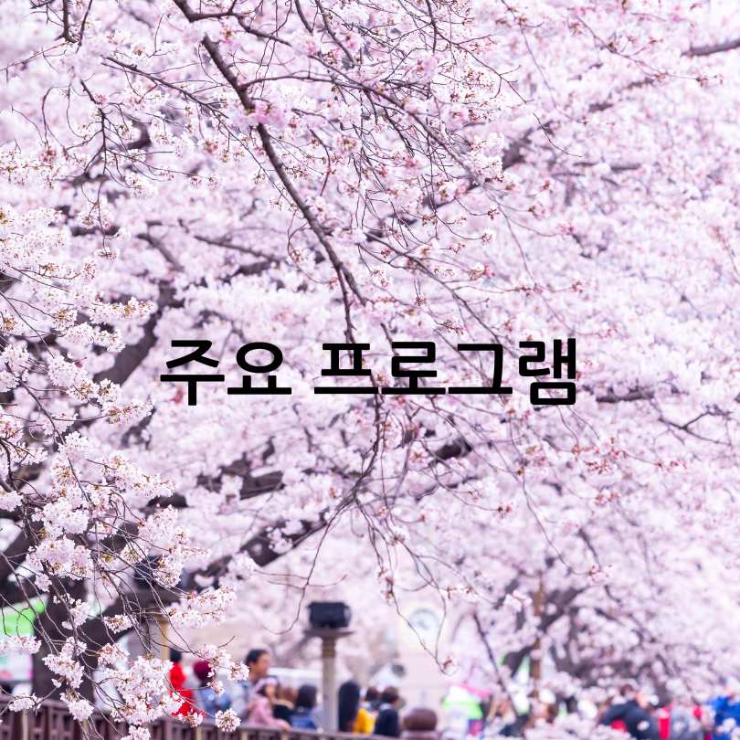 안동 벚꽃축제 2025