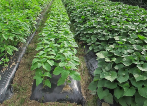 들깨 심는시기(파종시기, 심기방법, 재배방법, 수확하기) 깻잎키우기 총정리!