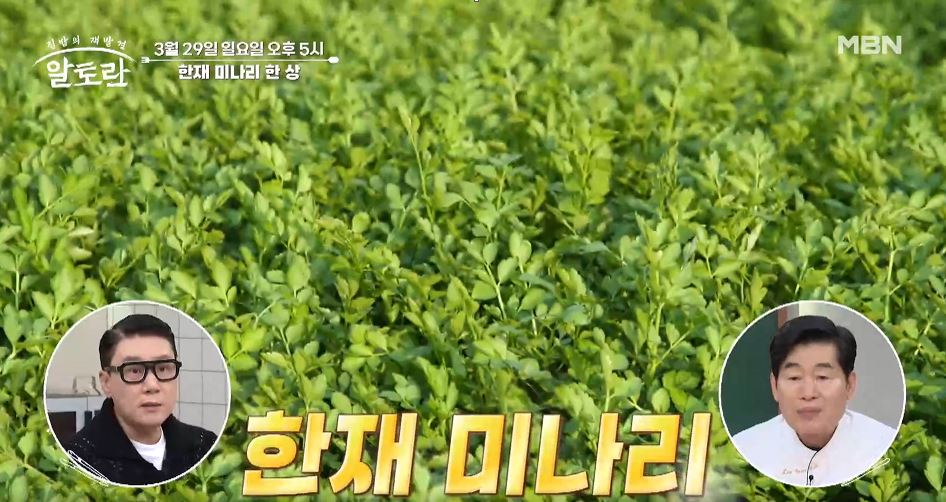 알토란 미나리솥밥 미나리오리구이 미나리무침