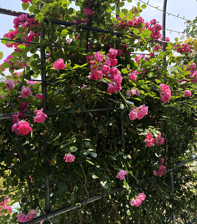 빛나는 감각의 확장을 위한 로즈 향기 블렌딩