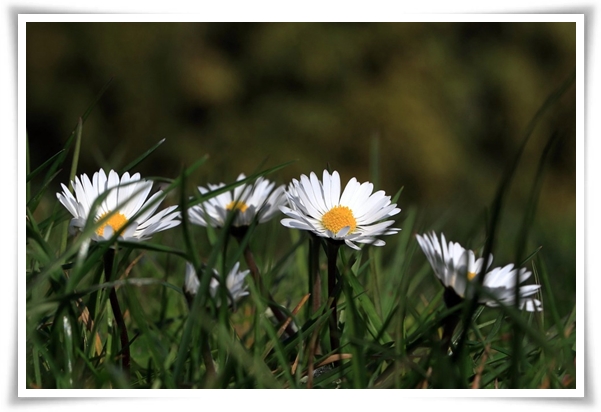 "마가렛" 상큼함으로 일상을 물들이는 꽃, 키우기부터 활용까지 완벽 가이드!