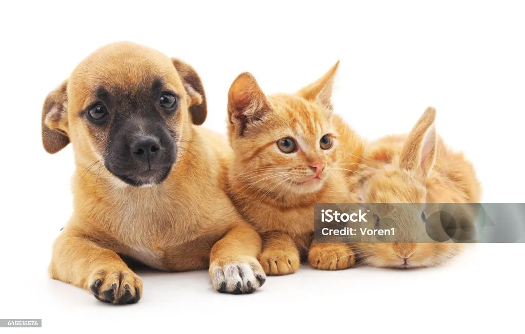 개 고양이 트라조돈 약물 사용 가이드와 주의사항 정리_8