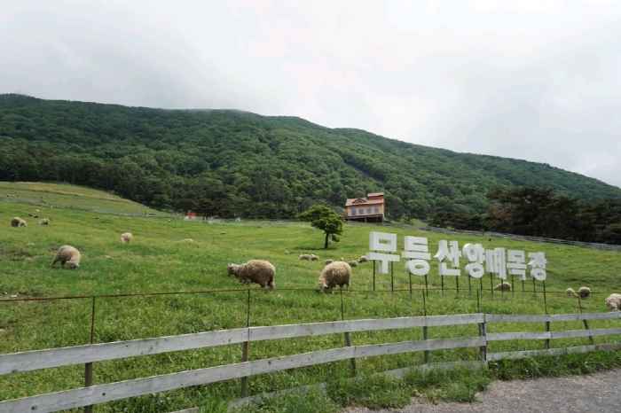 무등산양떼목장