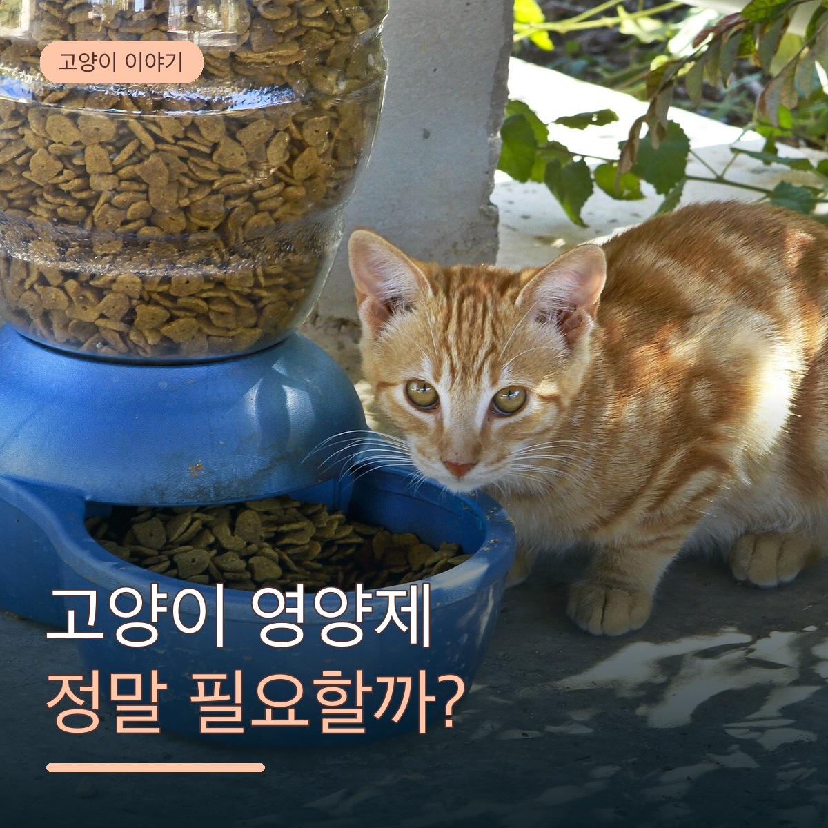 고양이 처음 키울 때 뭐부터 사야 할까요? 필수 용품과 나중에 사도 되는 용품 구분하기 사진 2