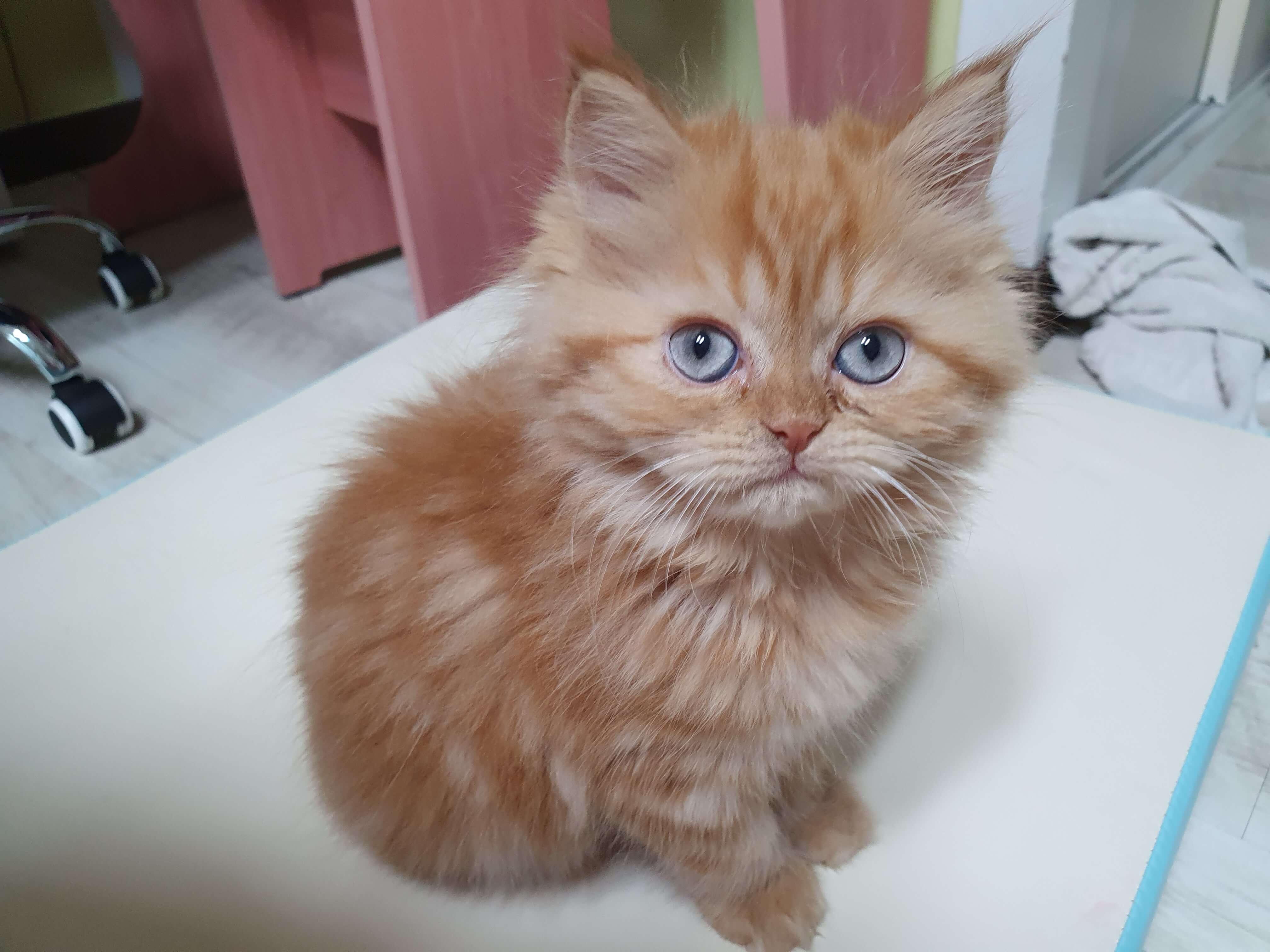 고양이
